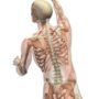 Muscles with Skeleton – Turning and Reaching